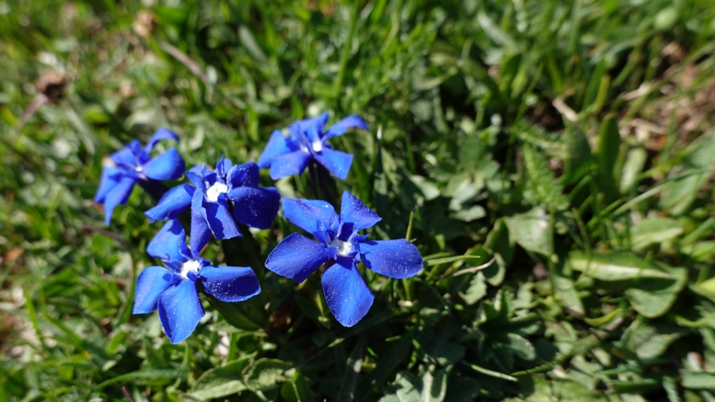 Gentiane Printanière - Gentiana Verna