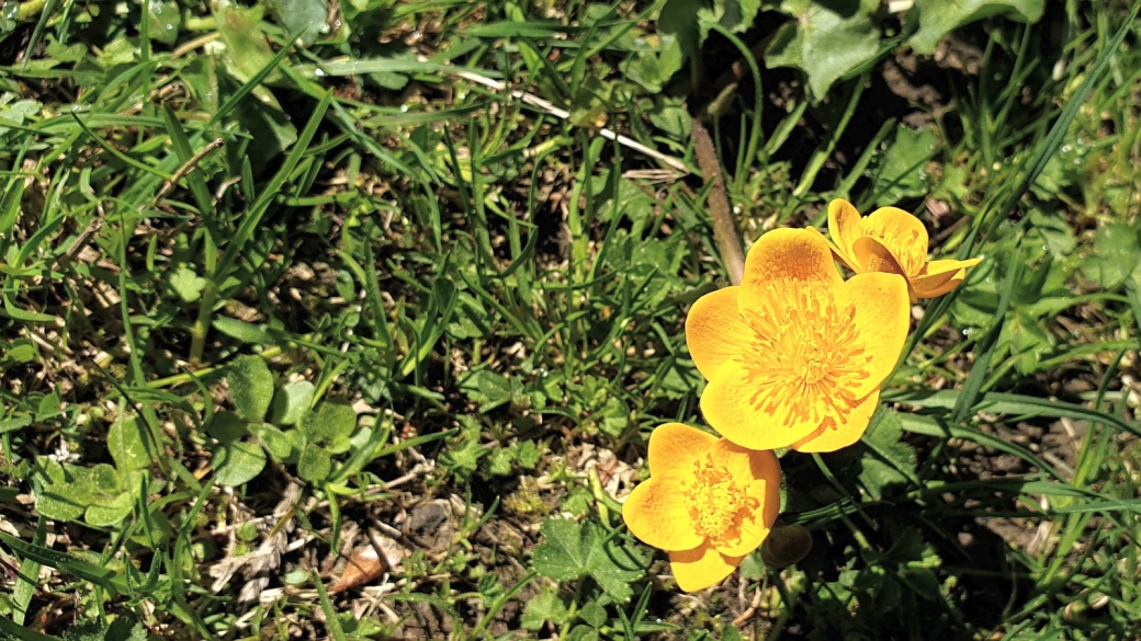 Populage des Marais - Caltha Palustris