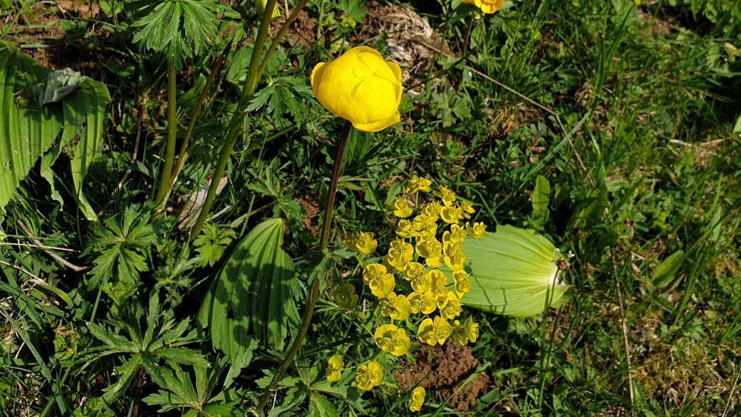 Trolle d'Europe - Trollius Europaeus