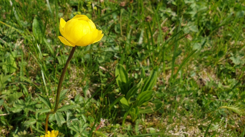 Trolle d'Europe - Trollius Europaeus