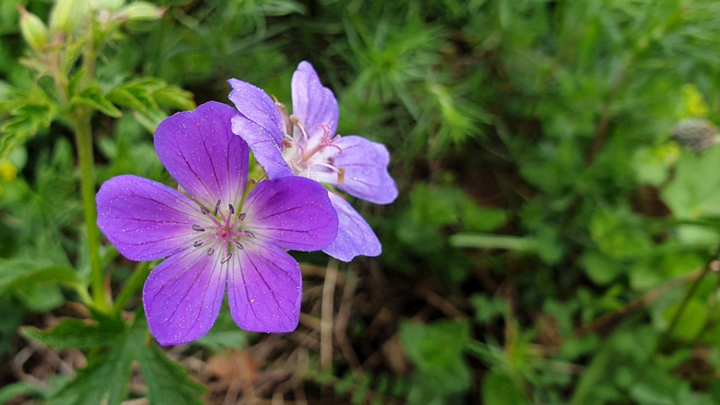 Géranium des Bois - Geranium Sylvaticum