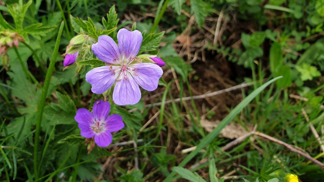 Géranium des Bois - Geranium Sylvaticum