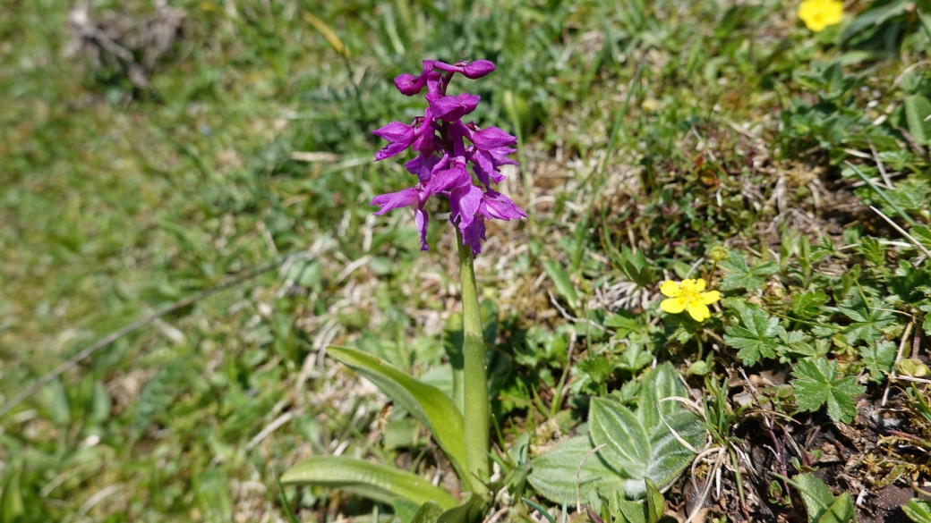 Orchis Mâle - Orchis Mascula