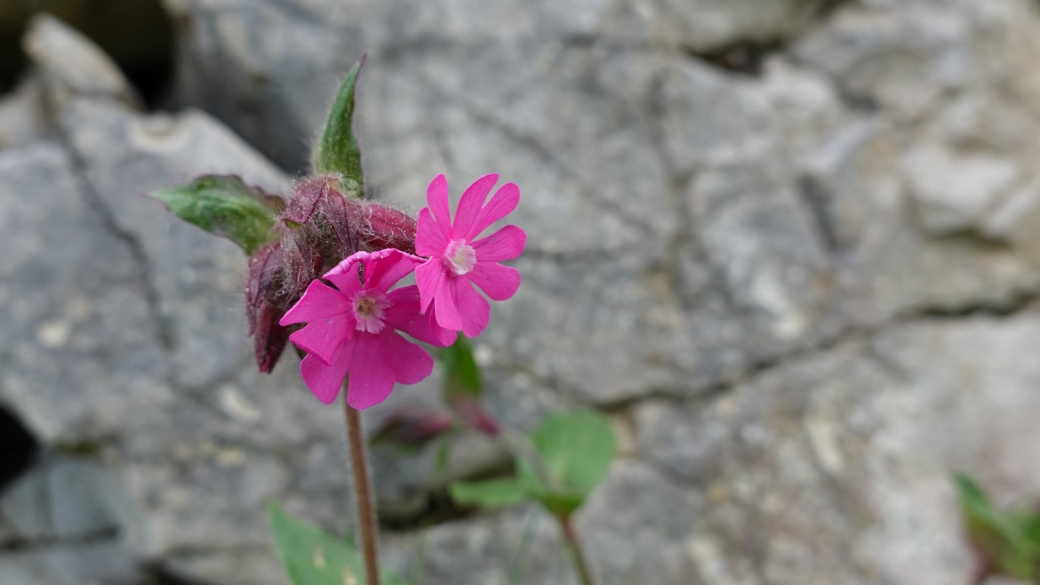 Compagnon Rouge - Silene Dioica