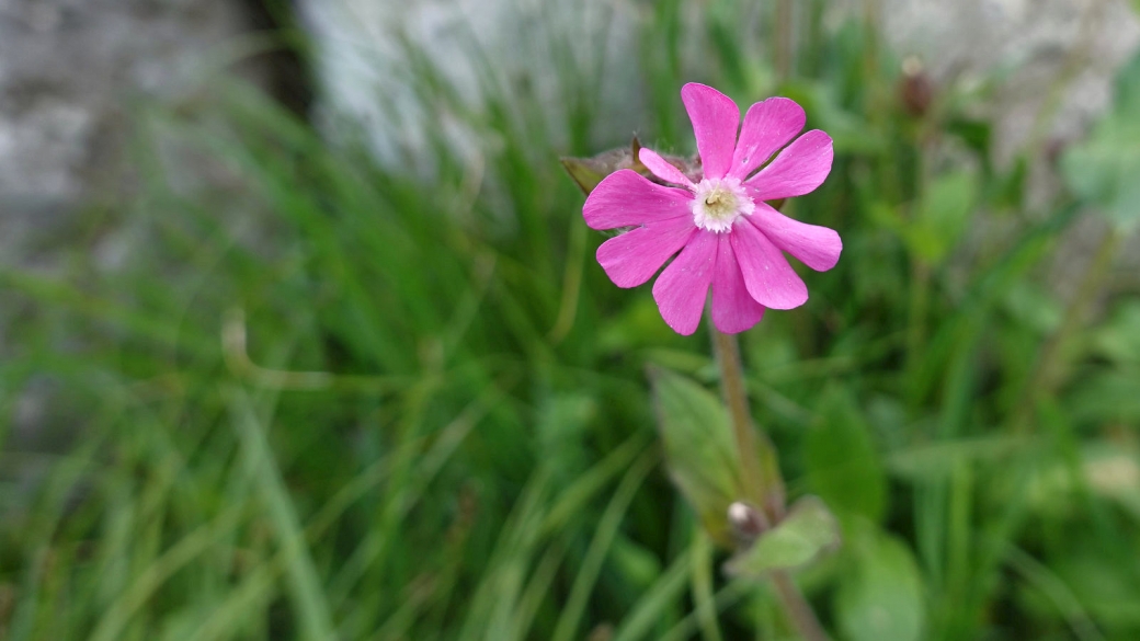 Compagnon Rouge - Silene Dioica