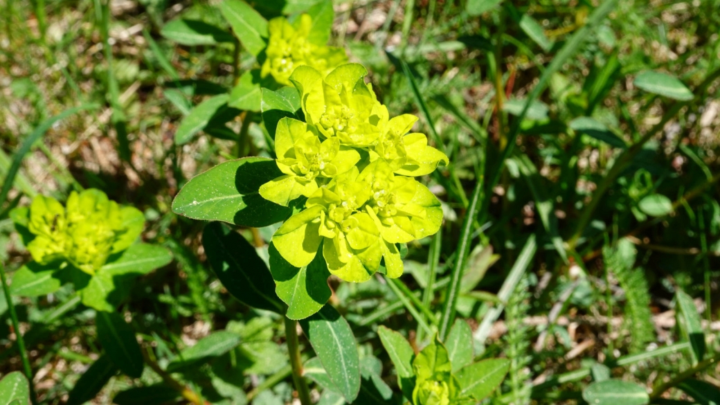 Euphorbe Verruqueuse - Euphorbia Flavicoma