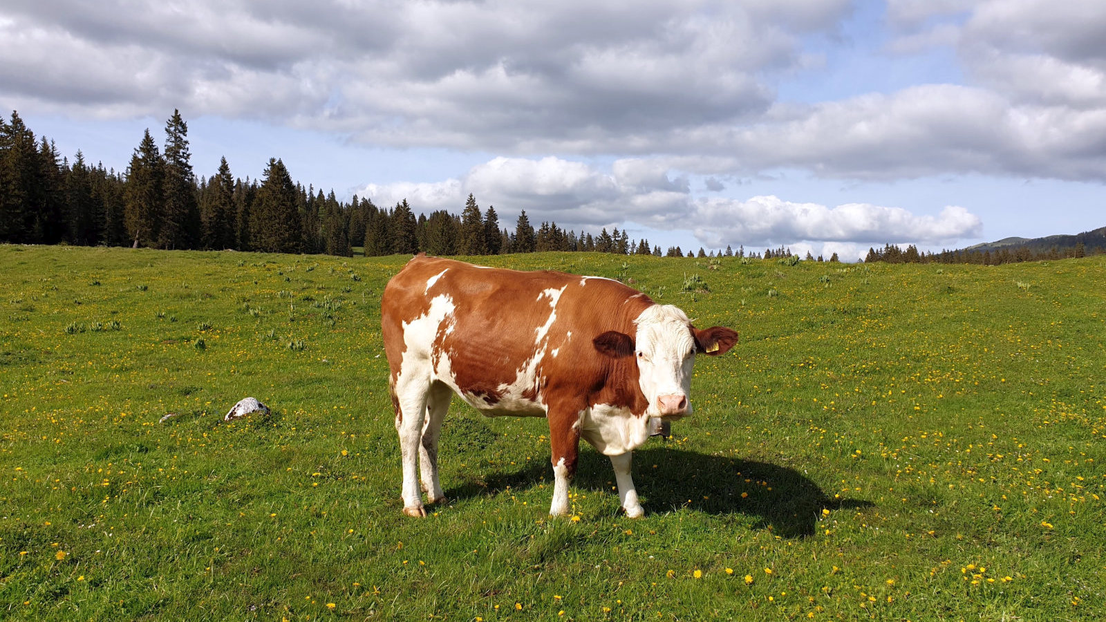 Couvert de La Plateforme – Le Chenit – Vaud – Suisse