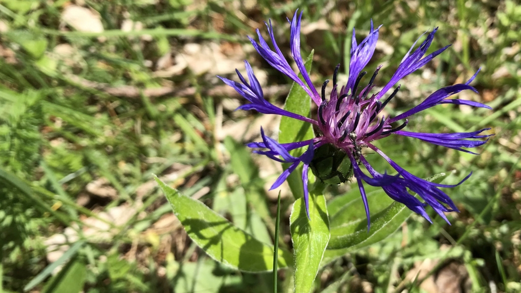 Centaurée des Montagnes - Centaurea Montana