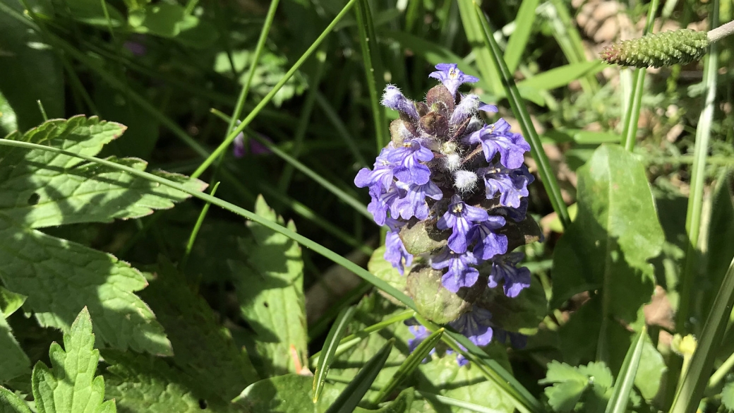 Bugle Rampante - Ajuga Reptans