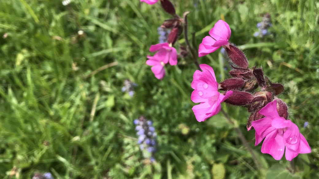 Compagnon Rouge - Silene Dioica