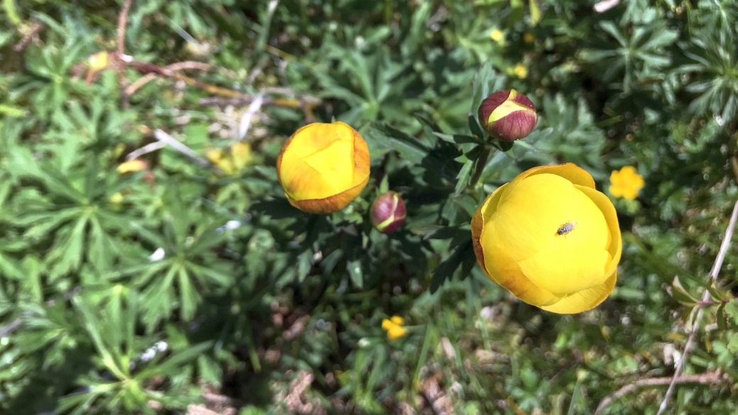 Trolle d'Europe - Trollius Europaeus