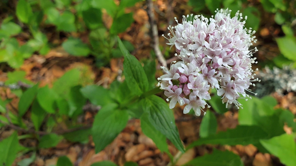 Valériane des Montagnes - Valeriana Montana