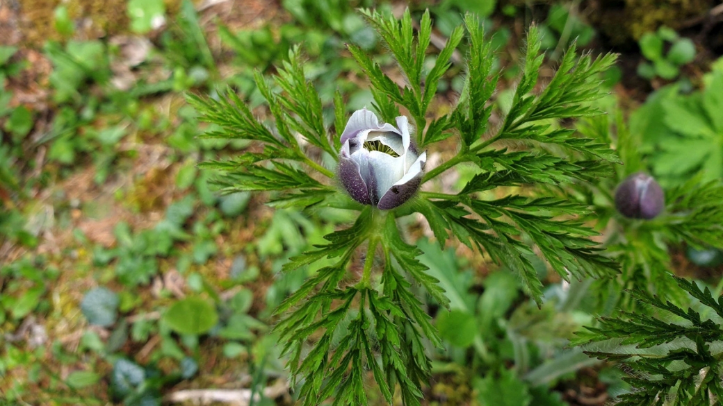 Pulsatille des Alpes - Anemone Alpina Subsp Alpina