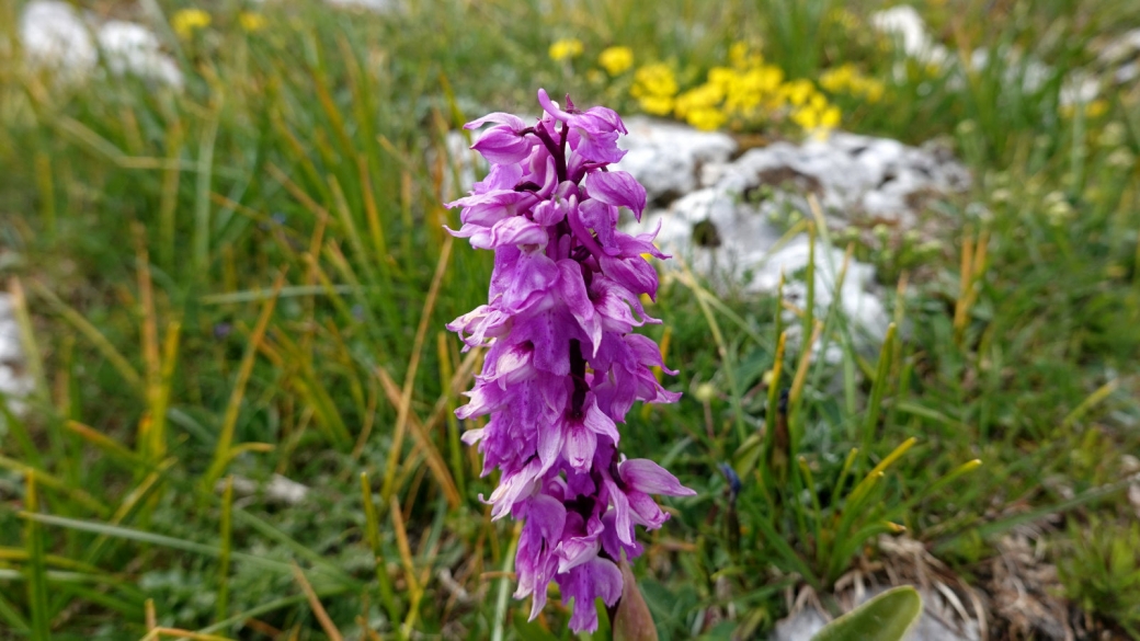 Orchis Mâle - Orchis Mascula