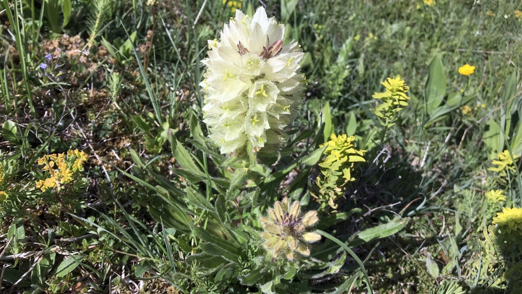 Campanule en Thyrse - Campanula Thyrsoides