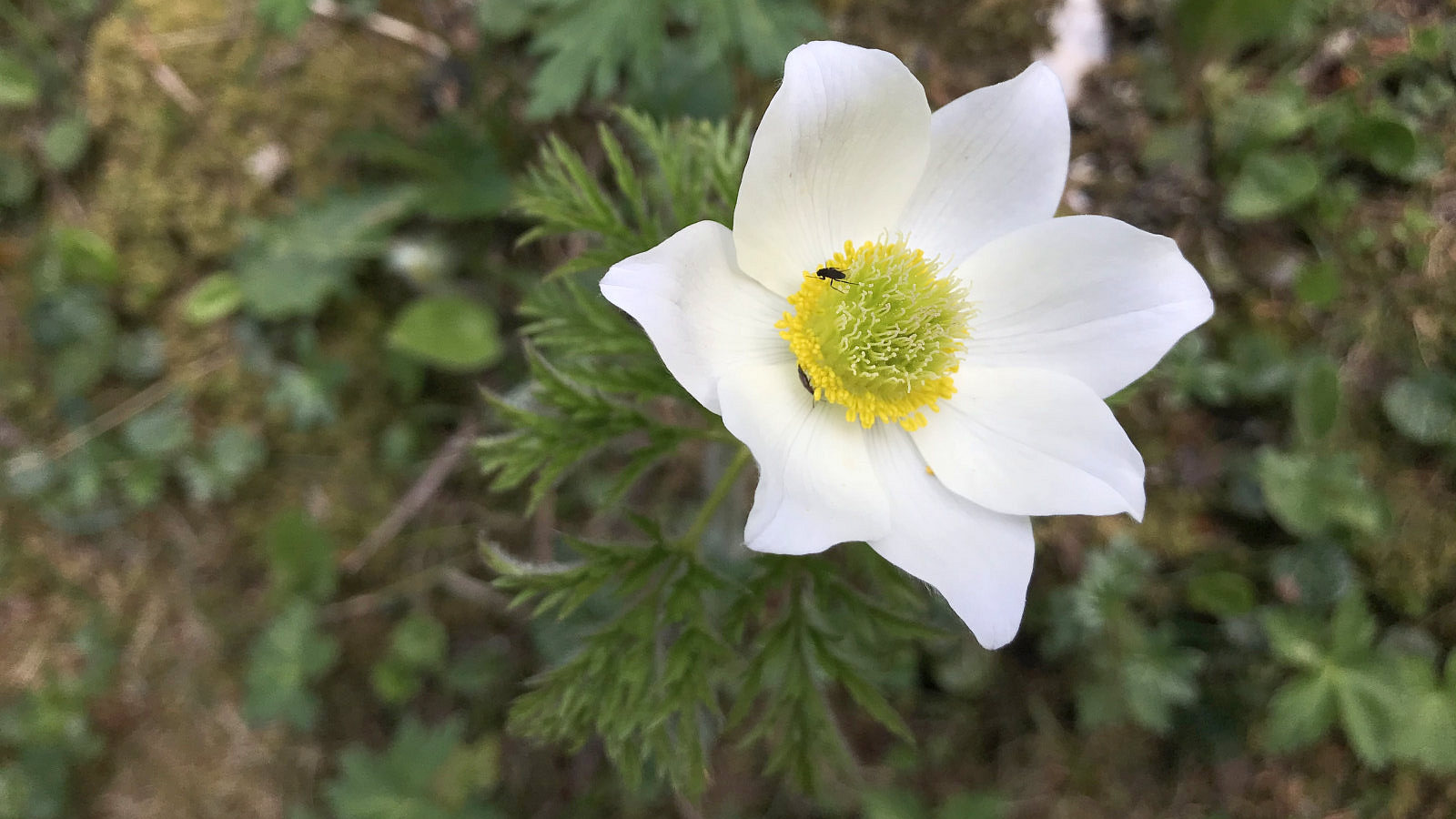 Pulsatille des Alpes – Anemone Alpina