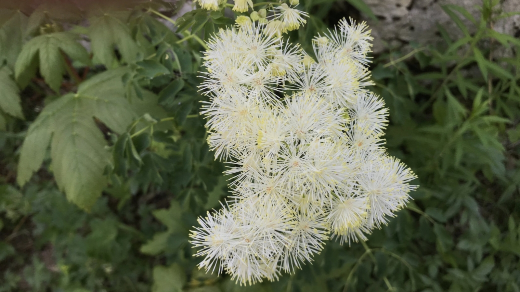 Pigamon à Feuilles d'Ancolie - Thalictrum Aquilegiifolium