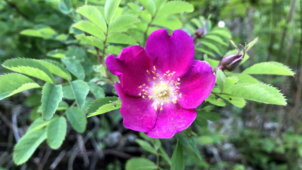 Eglantier - Rosa Canina