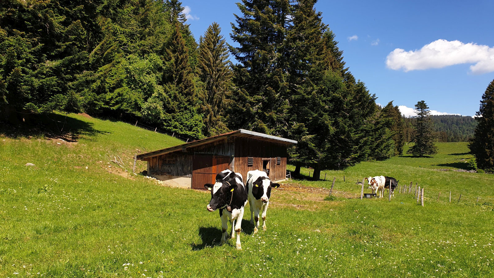 Couvert des Prés d’en Haut – Arzier-Le Muids – Vaud – Suisse
