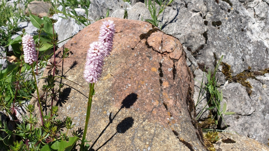 Renouée Bistorte - Bistorta Officinalis