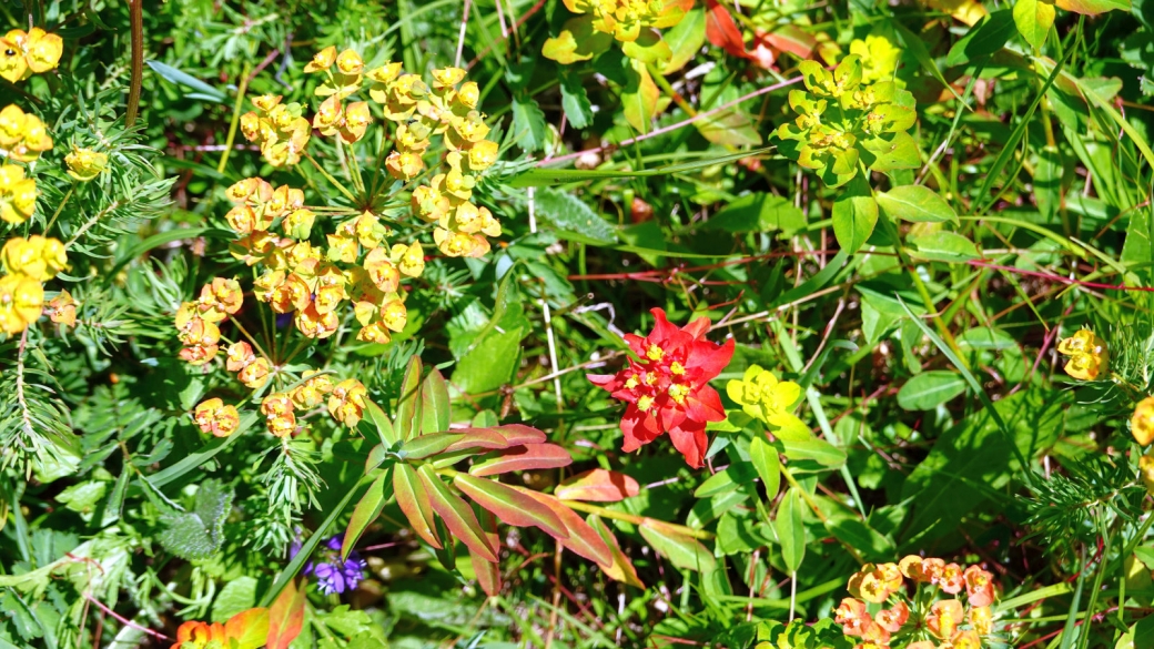 Euphorbe Verruqueuse - Euphorbia Flavicoma