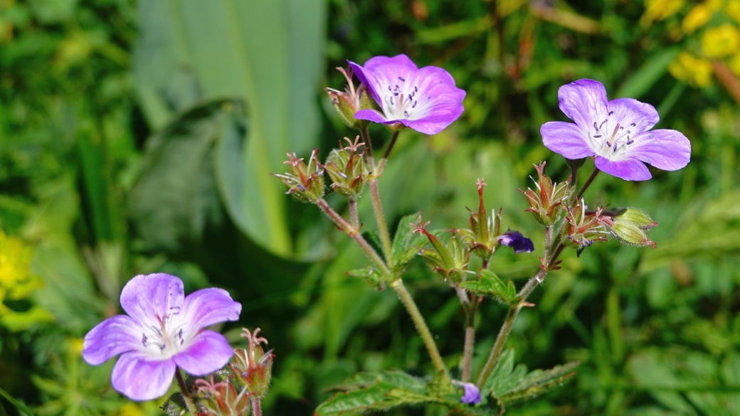 Géranium des Bois - Geranium Sylvaticum