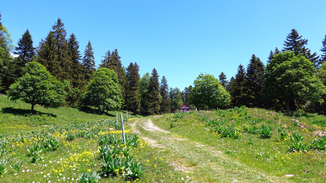 Cabane Rochefort - Arzier-Le Muids - Vaud - Suisse