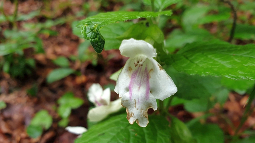 Mélitte à Feuille de Mélisse - Melittis Melissophyllum