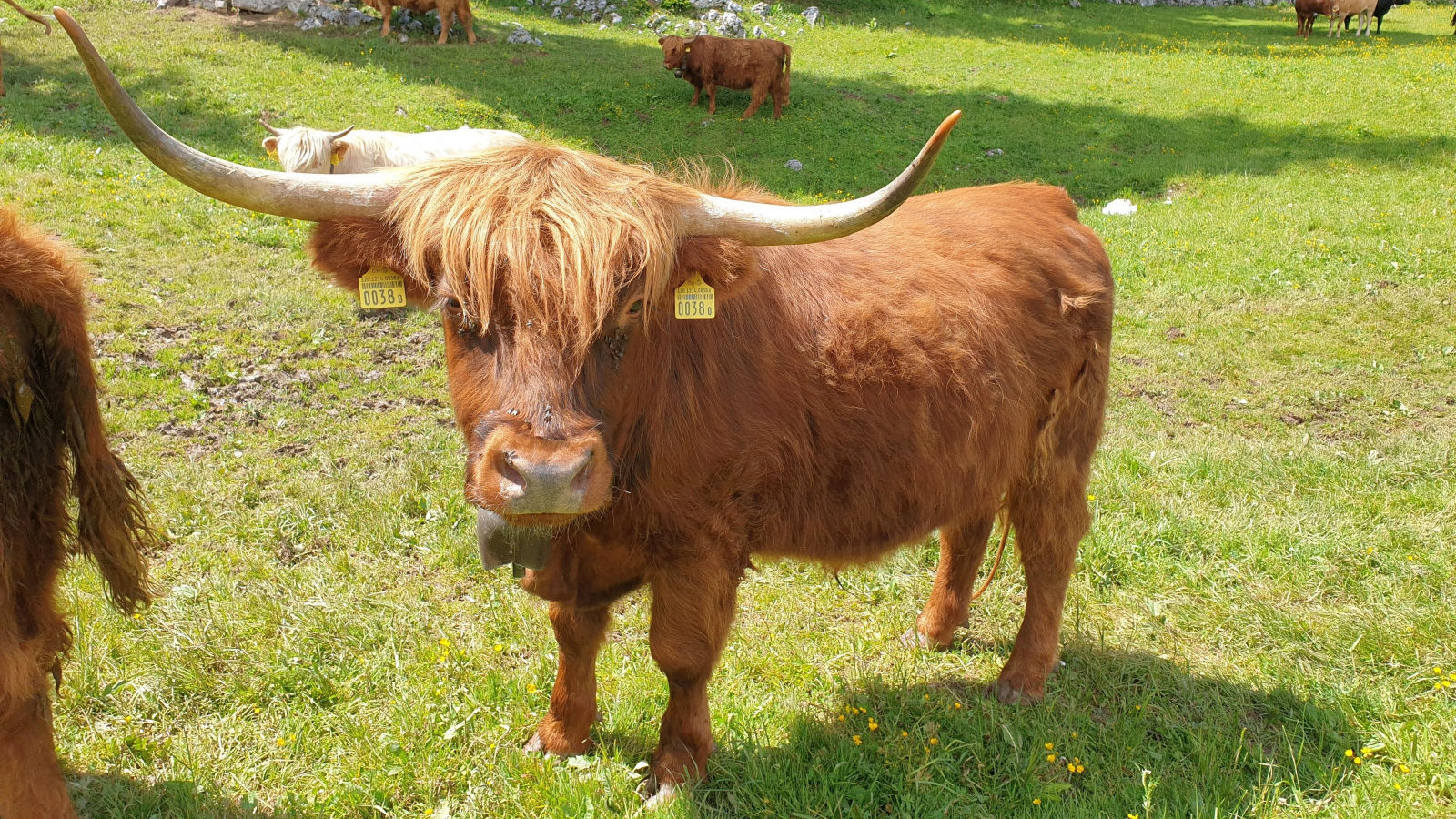 Couvert du Pré de Rolle – Saint-George – Vaud – Suisse