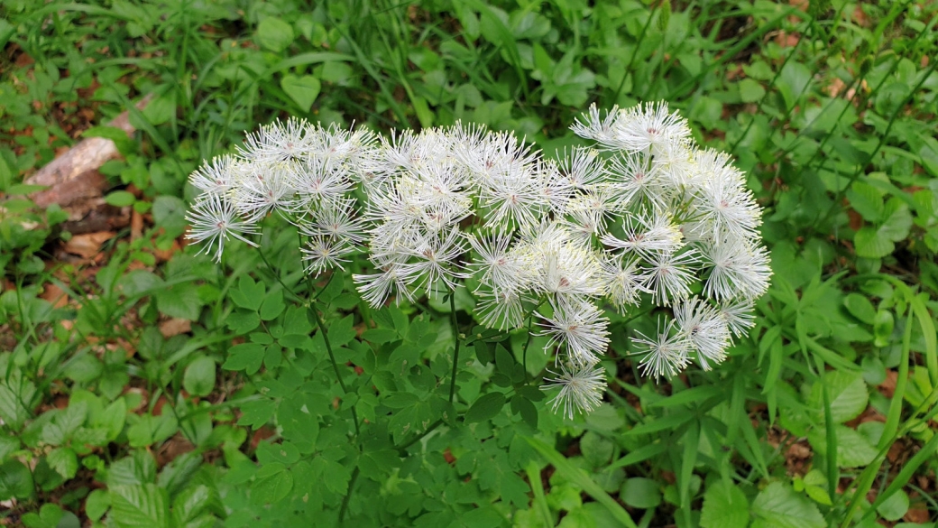 Pigamon à Feuilles d'Ancolie - Thalictrum Aquilegiifolium