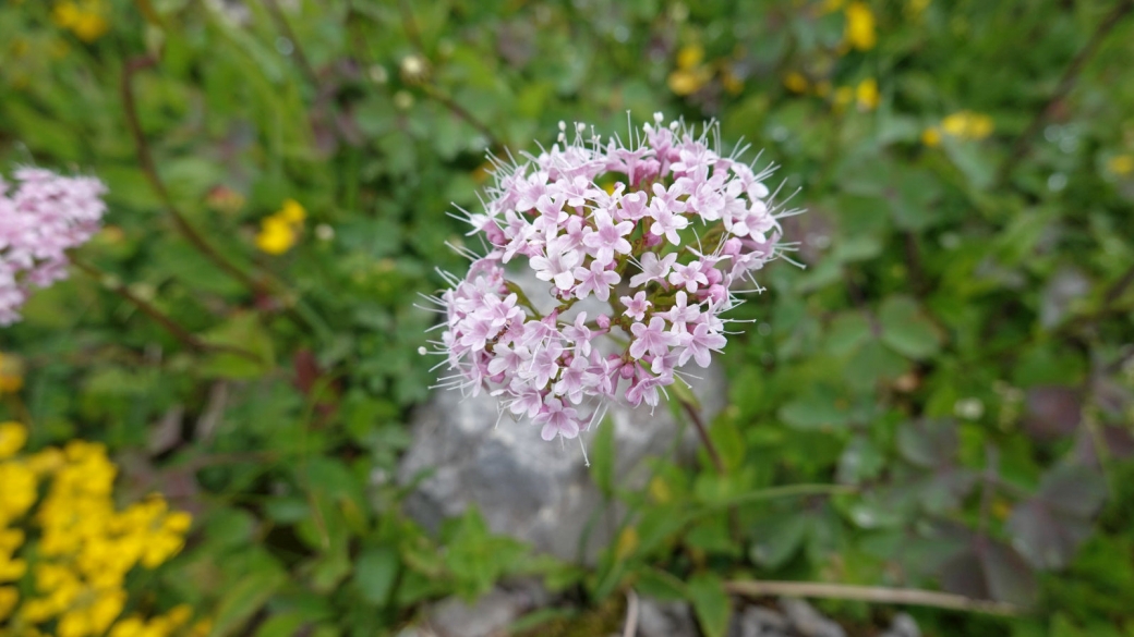 Valériane des Montagnes - Valeriana Montana