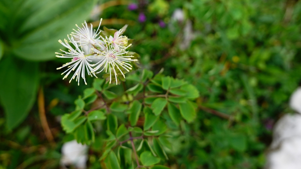 Pigamon à Feuilles d'Ancolie - Thalictrum Aquilegiifolium