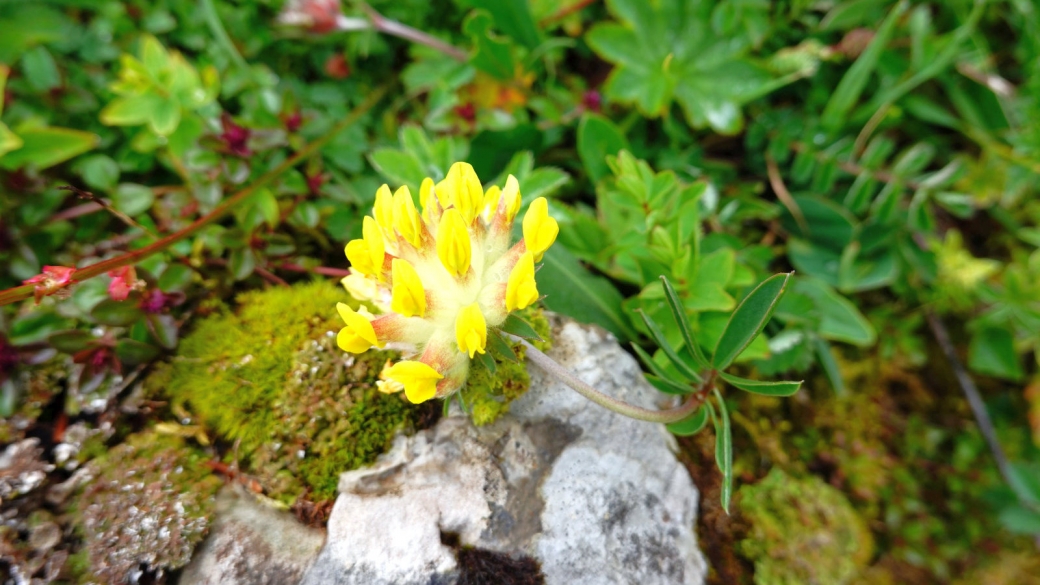 Anthyllide Vulnéraire - Anthyllis Vulneraria