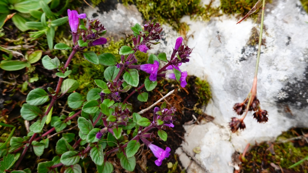 Thym Serpollet - Thymus Serpyllum