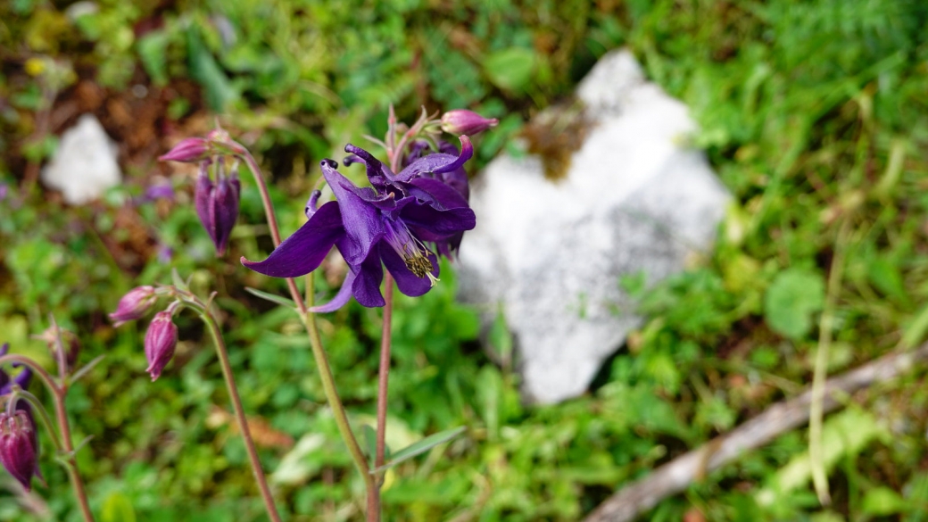 Ancolie Commune - Aquilegia Vulgaris