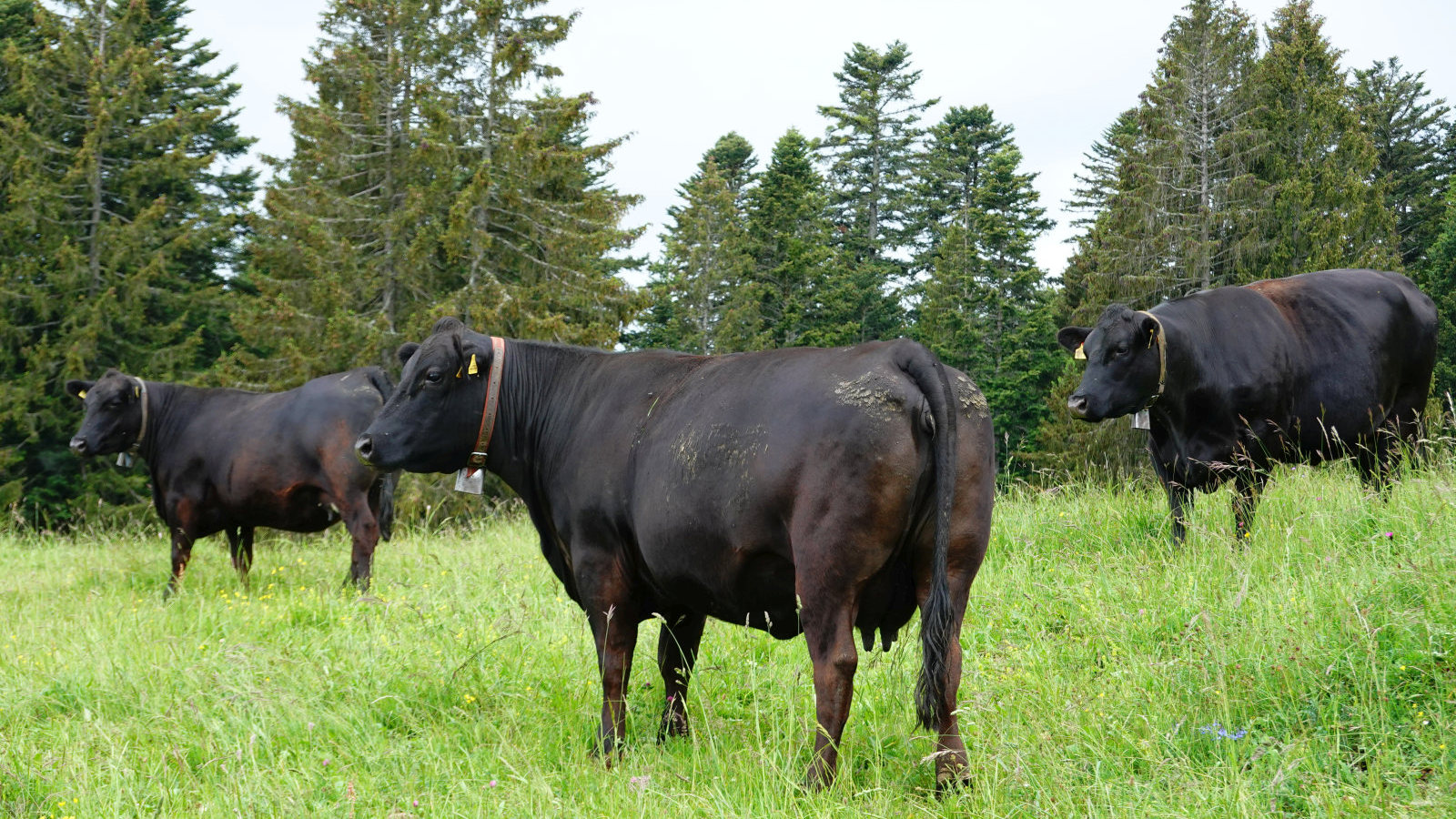 La Reguéla – Longirod – Vaud – Suisse