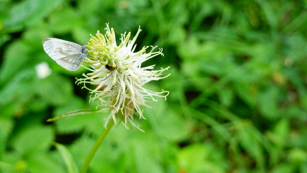 Raiponce en Epi - Phyteuma Spicatum