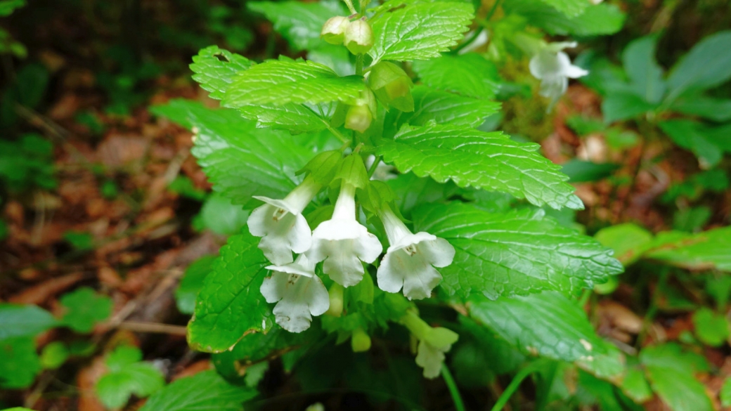 Mélitte à Feuille de Mélisse - Melittis Melissophyllum