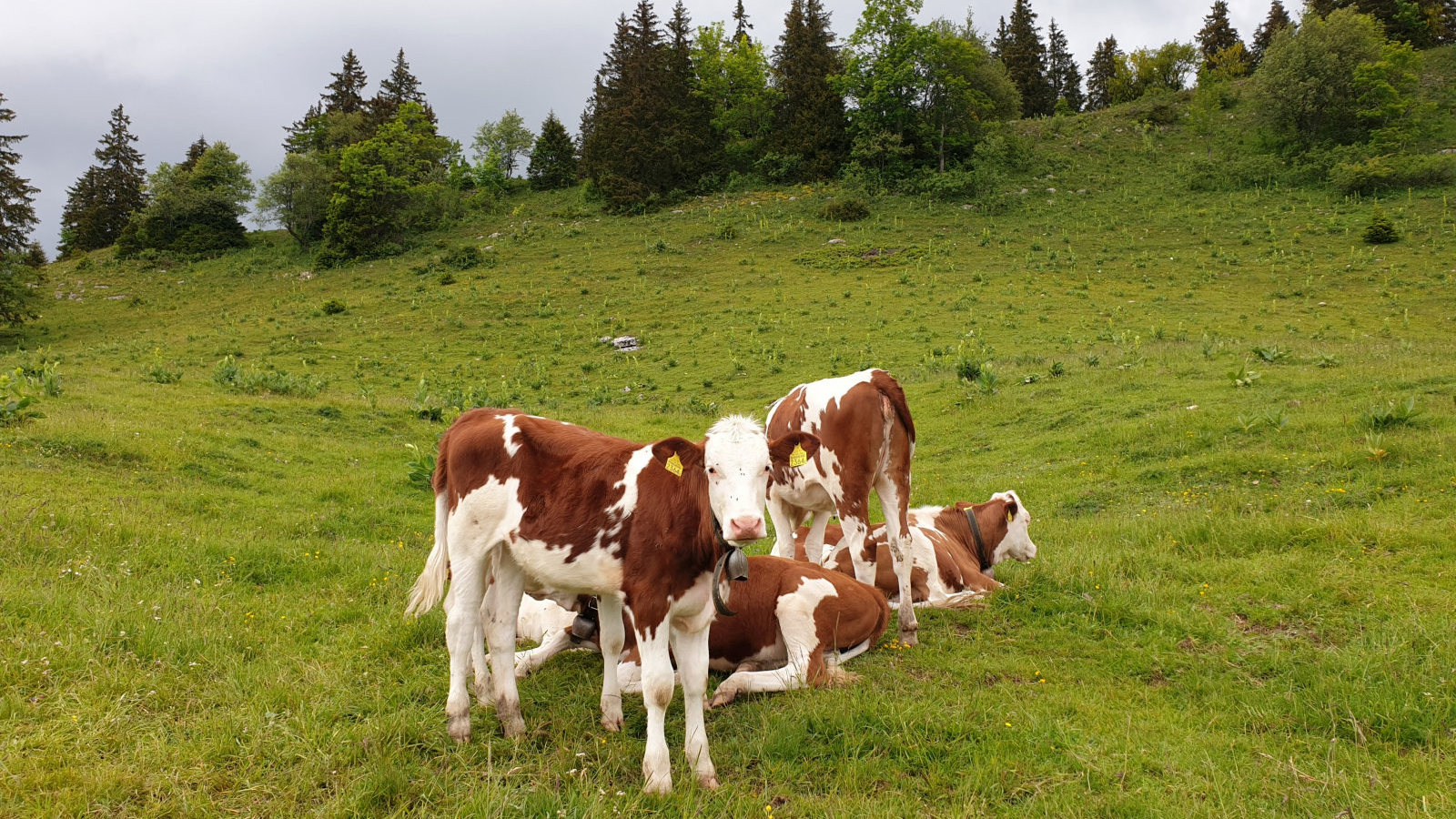 Les Begnines – Arzier-Le Muids – Vaud – Suisse