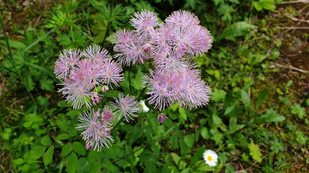 Pigamon à Feuilles d'Ancolie - Thalictrum Aquilegiifolium