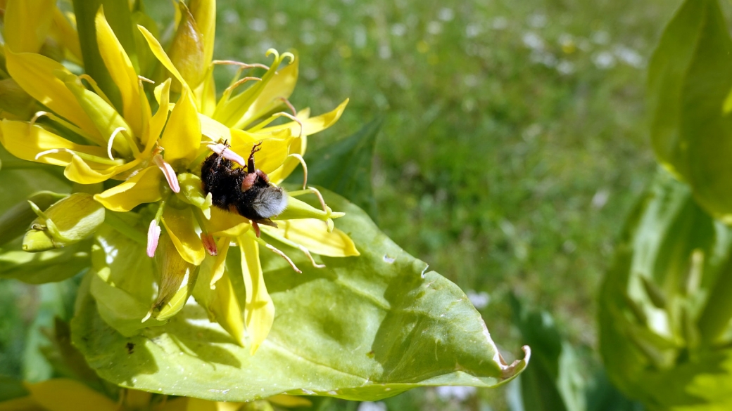 Gentiane Jaune - Gentiana Lutea