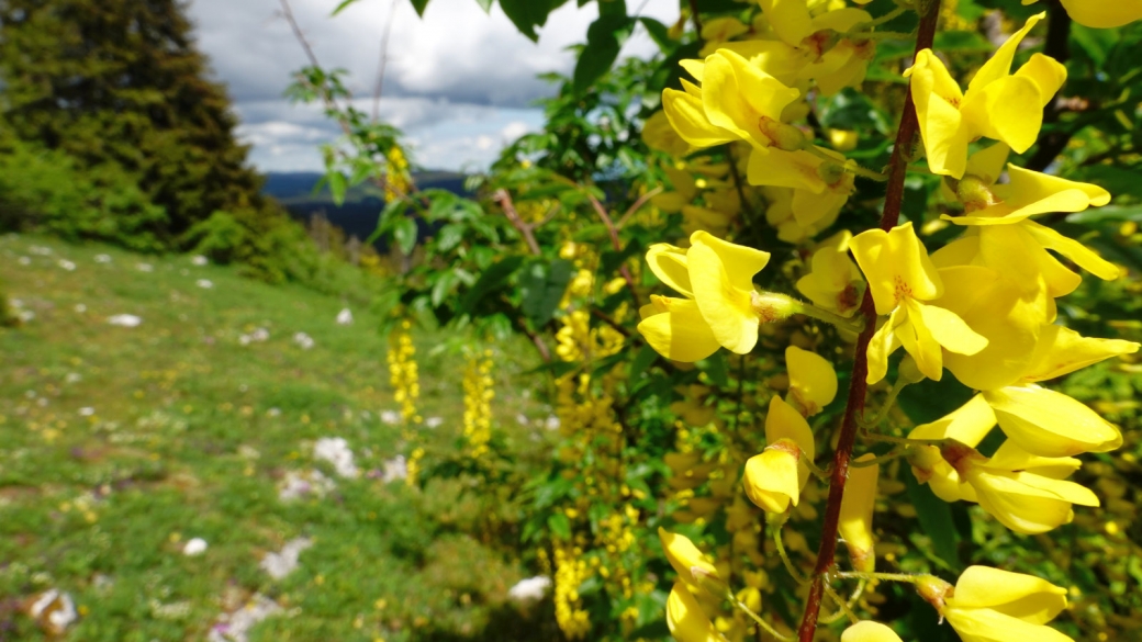 Cytise commun - Laburnum Anagyroides