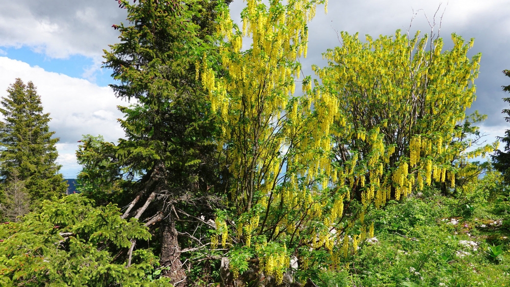 Cytise commun - Laburnum Anagyroides