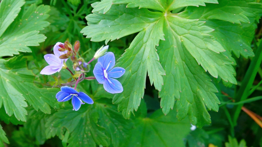 Véronique à Feuilles d'Ortie - Veronica Urticifolia