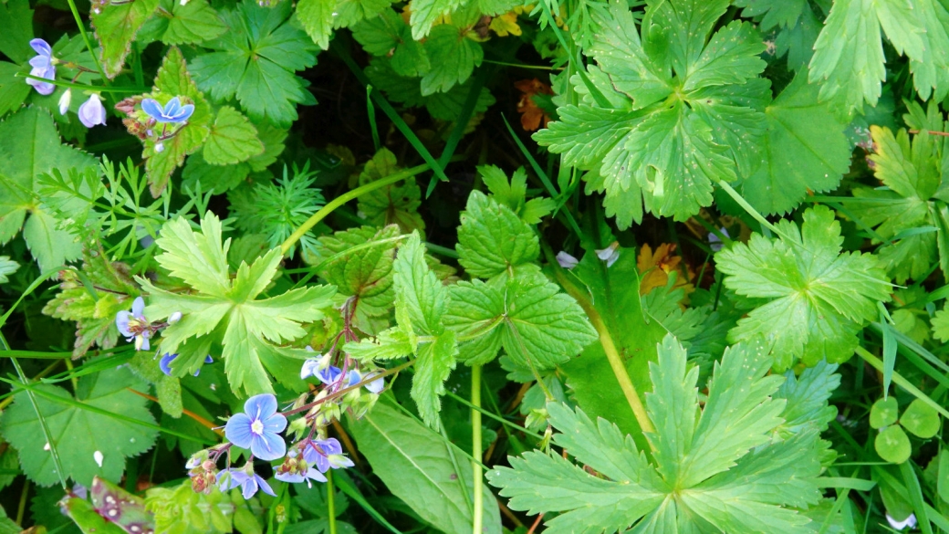 Véronique à Feuilles d'Ortie - Veronica Urticifolia