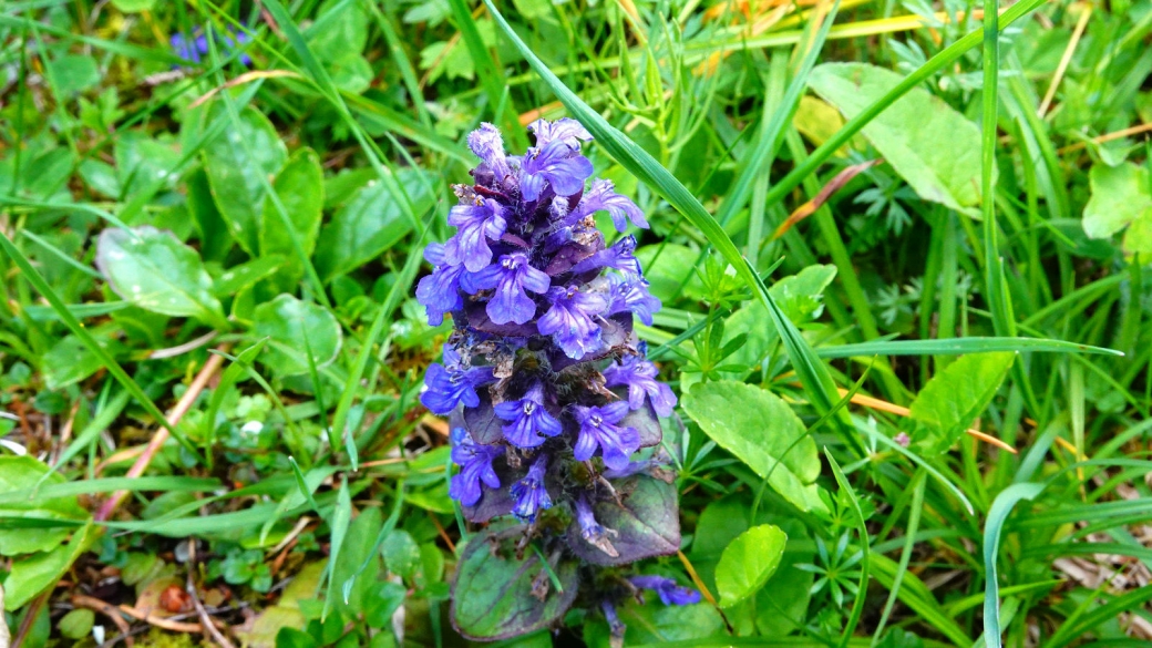 Bugle Rampante - Ajuga Reptans