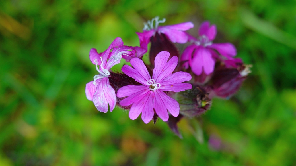 Compagnon Rouge - Silene Dioica