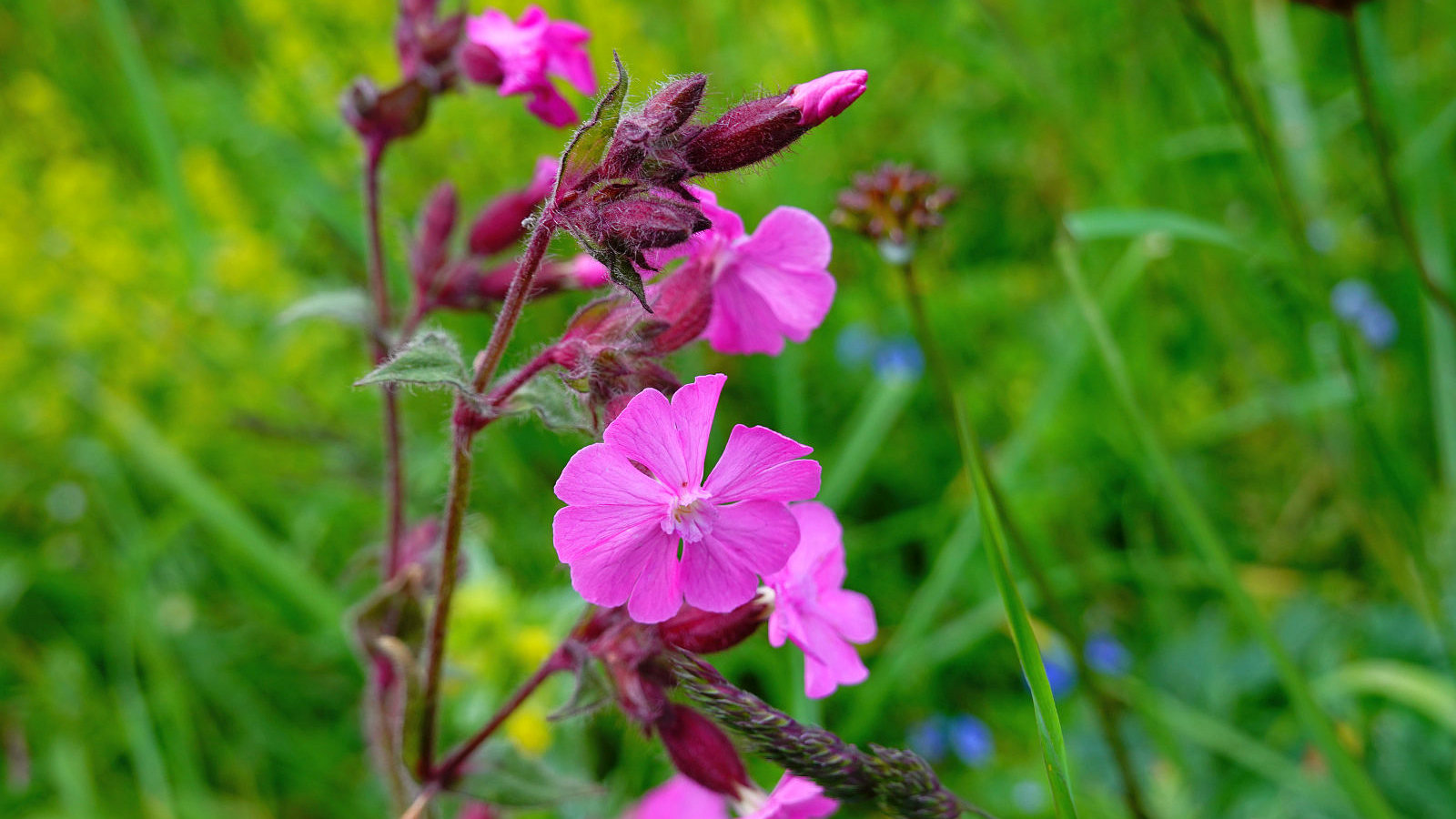 Compagnon Rouge – Silene Dioica