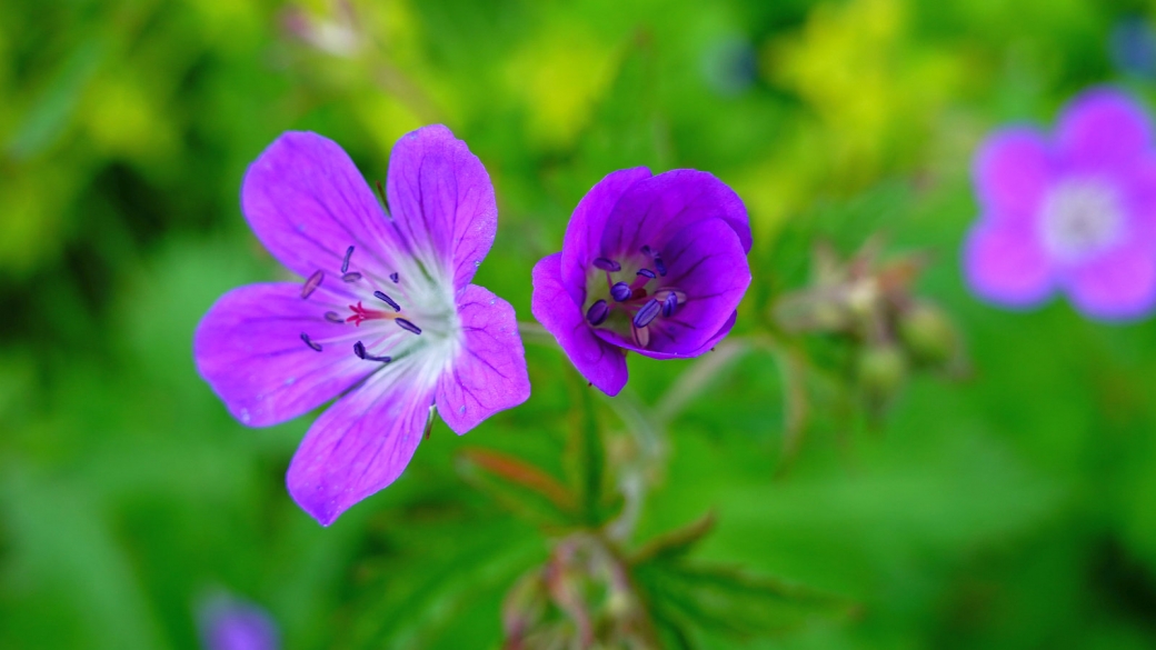 Géranium des Bois - Geranium Sylvaticum