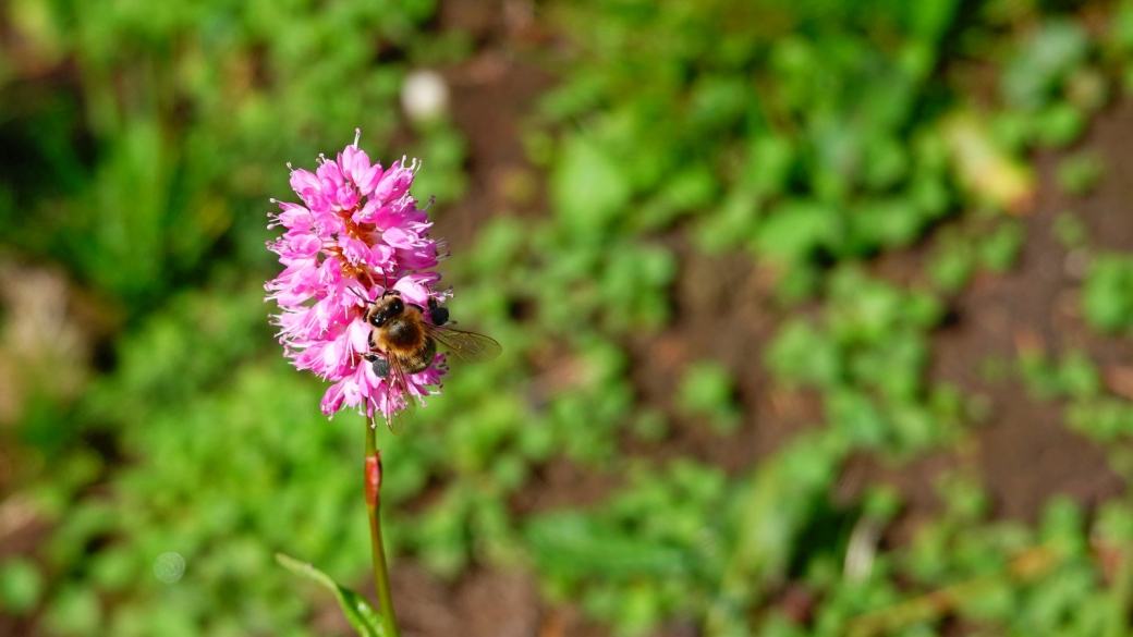 Renouée Bistorte - Bistorta Officinalis